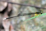 黃狹扇蟌（雄）（Yellow Featherlegs，Male）
ShingMun31Aug06_10011