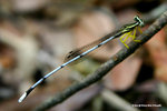 黃狹扇蟌（雄， 亞成蟲）（Yellow Featherlegs，Male）
ShingMun31Aug06_10117