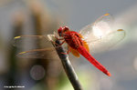 紅蜻（雄）
MaiPo06Nov06_10057d