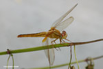 紅蜻（雌）（Crimson Darter，Female）
MaiPo21Sep06_10066s