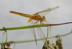 紅蜻（雌）（Crimson Darter，Female）
MaiPo21Sep06_10070s