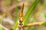 紅蜻（雌）
WetlandPark04Jul06_0040s