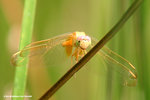 紅蜻（雌）
WetlandPark20Jun06_0018s