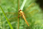 紅蜻（雌）
WetlandPark20Jun06_0022s