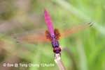 曉褐蜻（雄性）@
東涌_大澳12Apr04_20052c