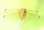 曉褐蜻（雌性）
KFBG 3Oct04_10051