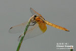 曉褐蜻（雌）
WetlandPark04May06_20069s