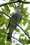 Black-winged Cuckoo-shrike
暗灰鵑鵙
MaiPo21Sep06_10019s