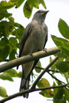 Black-winged Cuckoo-shrike
暗灰鵑鵙
MaiPo21Sep06_10020s