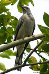 Black-winged Cuckoo-shrike
暗灰鵑鵙
MaiPo21Sep06_10021s
