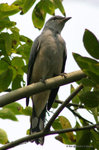 Black-winged Cuckoo-shrike
暗灰鵑鵙
MaiPo21Sep06_10023s