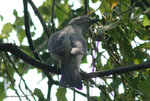 Black-winged Cuckoo-shrike
暗灰鵑鵙
MaiPo21Sep06_10027s