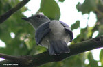 Black-winged Cuckoo-shrike
暗灰鵑鵙
MaiPo21Sep06_10034s