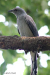 Black-winged Cuckoo-shrike
暗灰鵑鵙
MaiPo21Sep06_10040s