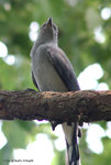 Black-winged Cuckoo-shrike
暗灰鵑鵙
MaiPo21Sep06_10041s