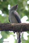 Black-winged Cuckoo-shrike
暗灰鵑鵙
MaiPo21Sep06_10042s