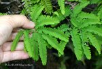 香港黃檀 Dalbergia millettii Benth.(蝶形花科)
PlantGathering22Apr07_10036