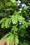 藤黃檀 Dalbergia hancei Benth.(蝶形花科) PlantGathering22Apr07_10038