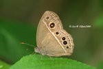 小眉眼蝶（濕地型，雄）
10Jun08_0178bu