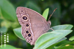 小眉眼蝶（濕地型，雌） WetlandPark04May06_30049s
