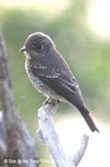 烏鶲Sooty Flycatcher
KFBG 3Oct04_30014