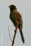 棕背伯勞與黑伯勞雜交型幼鳥
WetlandPark13Aug06_10034s