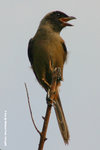 棕背伯勞與黑伯勞雜交型幼鳥
WetlandPark13Aug06_10035s
