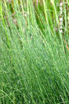 筆管草，纖弱木賊（木賊科）
WetlandPark04May06_20025s