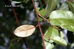 11Dec07_0033