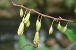 羅氏胡頹子
13Jan08_0080