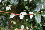 香港胡頹子，塔氏胡頹子 Elaeagnus tutcheri Dunn.
LungHaWan24Oct06_10044