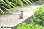 樹麻雀（幼鳥）
香港公園22May04_30023