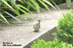 樹麻雀（幼鳥）
香港公園22May04_30025
