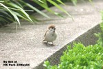 樹麻雀（幼鳥）
香港公園22May04_30028