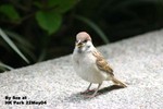 樹麻雀（幼鳥）
香港公園22May04_30029