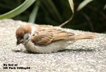 樹麻雀（幼鳥）
香港公園22May04_30032