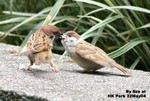 樹麻雀（幼鳥與成鳥）
香港公園22May04_30033