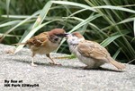 樹麻雀（幼鳥與成鳥）
香港公園22May04_30034