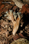 粉紅枝珊瑚菌 Ramaria formosa 枝瑚菌科
20Oct08_A0121