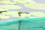 大團扇春蜓 Golden Flangetail
20Jun2009_0027s