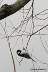 06Jan10_0327s