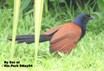 褐翅鴉鵑（毛雞）
九龍公園8May04_10056c