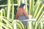 褐翅鴉鵑（毛雞）
九龍公園8May04_20004c