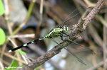 狹腹灰蜻（Green Skimmer）
ShingMun31Aug06_10006