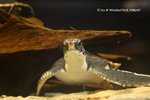 GreenTurtle18Mar07_10008s