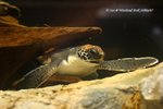 GreenTurtle18Mar07_10011s