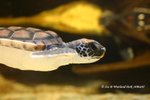 GreenTurtle18Mar07_10016s