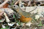 Grey-backed Thrush（Female）灰背鶇（雌）
ShingMun29Dec06_0081b
