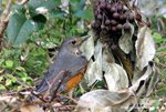 Grey-backed Thrush（Male）灰背鶇（雄）
ShingMun29Dec06_0090b