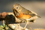 Grey-backed Thrush（Female）灰背鶇（雌） 
ShingMun30Dec06_0009b